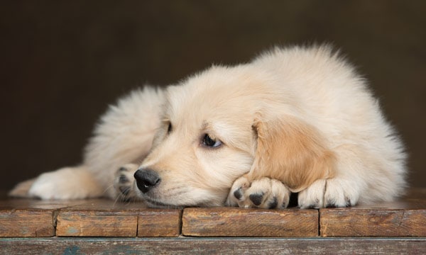 Key Facts about Canine Influenza (Dog Flu) | Seasonal Influenza (Flu) | CDC