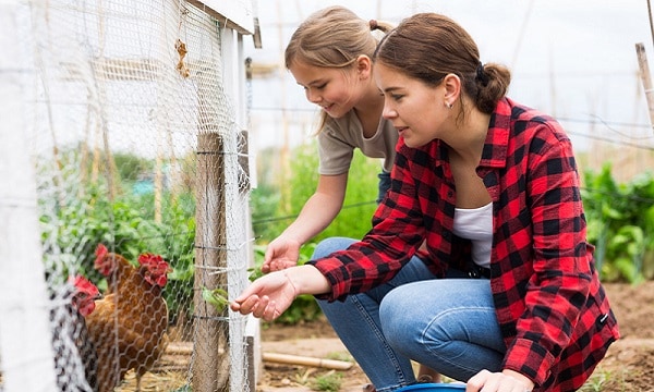 Mom and her daughter feed chickens in chicken coop in backyard of country house