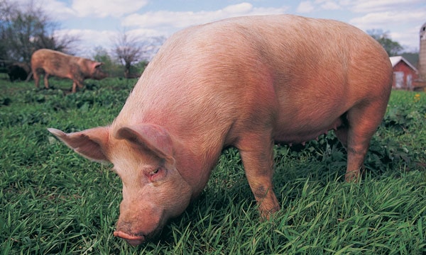 Influenza porcina en cerdos