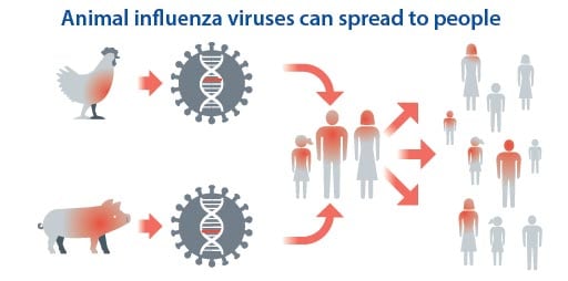 Animal influenza viruses can spread to people