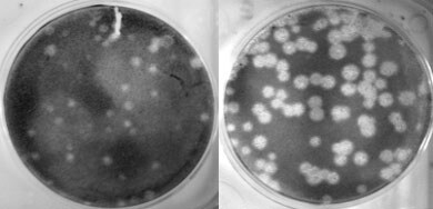 The left picture shows replication of a human seasonal flu virus called Tx/91 in cell culture. The picture on the right shows how when the polymerase (PB1) gene of this same virus is exchanged with that of the 1918 virus, the resulting virus’ ability to replicate (i.e., make copies of itself) is greatly enhanced. Photo credit: Terrence Tumpey, CDC.