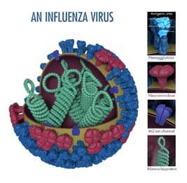 This is a picture of an influenza virus. Hemagglutinin (HA) is a surface protein of the virus that plays a role in allowing an influenza virus to enter and infect a healthy cell.  Photo Credit: Dan Higgins, CDC.