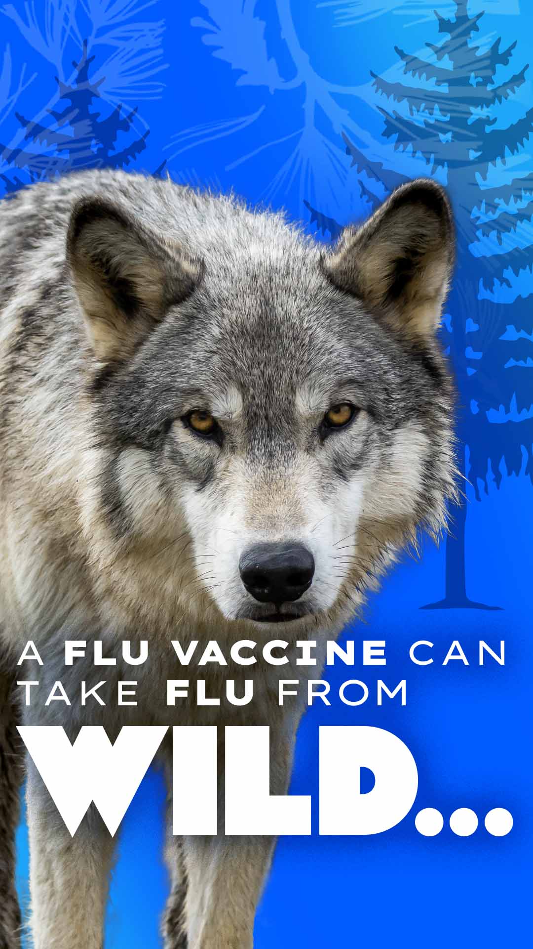 wolf with text: a flu vaccine can take flu from wild