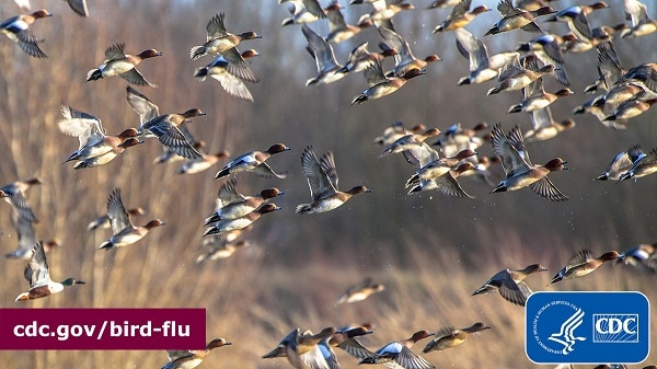 . Approaches Record Number of Avian Influenza Outbreaks in Wild Birds  and Poultry