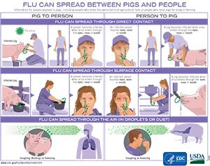Infografía de influenza porcina