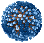 Three-dimensional rendering of influenza A virus