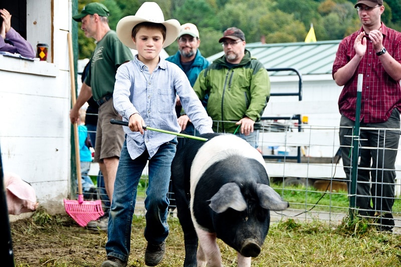Boy leading a saddleback hog