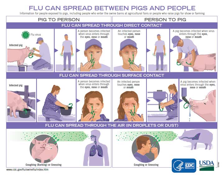 Flu Can Spread Between Pigs and People
