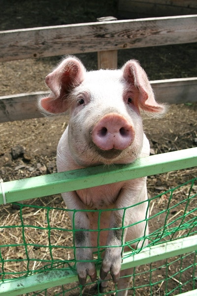 Un cerdo en una feria mirando a través de la cerca