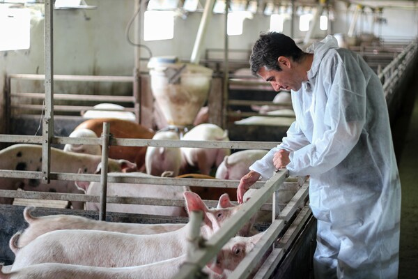 pig-farms