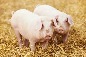 Swine flu outbreaks