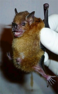 Yellow-shouldered bat found in Guatemala