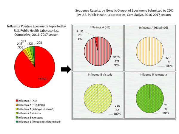 Genetic Characterization
