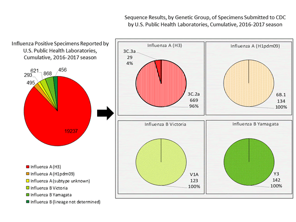 Genetic Characterization