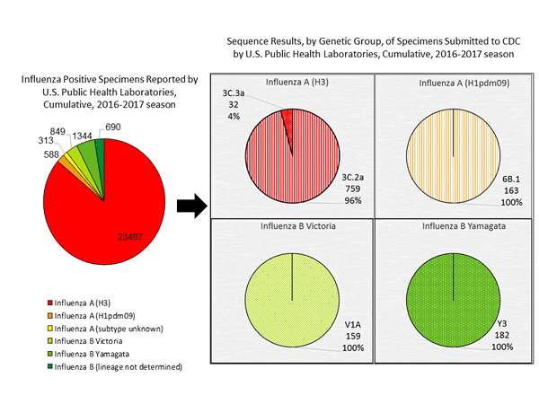 Genetic Characterization