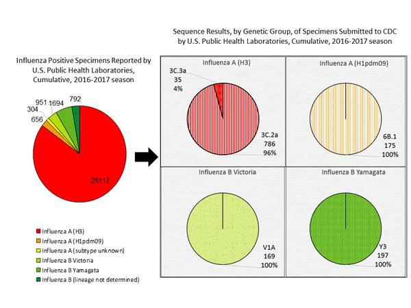 Genetic Characterization