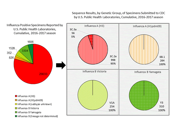 Genetic Characterization