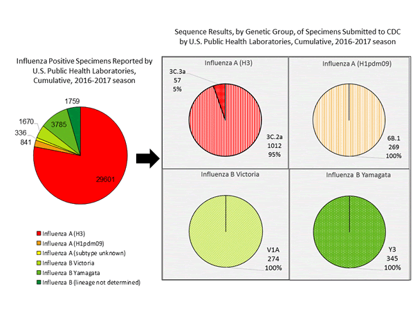 Genetic Characterization