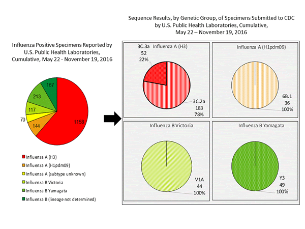 Genetic Characterization