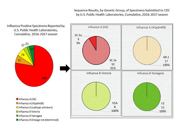 Genetic Characterization