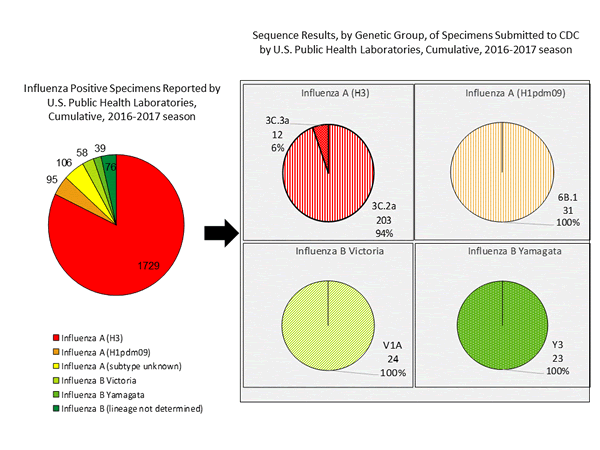 Genetic Characterization