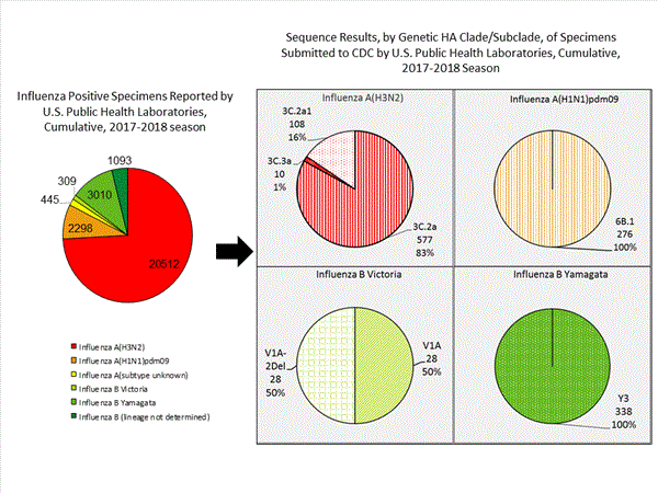 Genetic Characterization