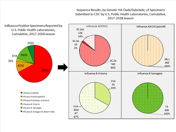 Genetic Characterization