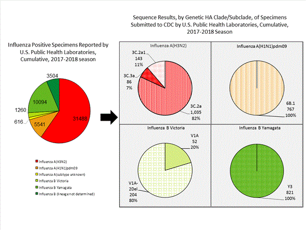 Genetic Characterization