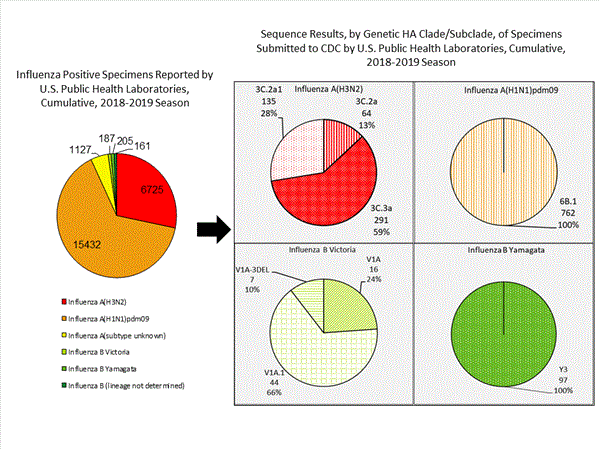 Genetic Characterization
