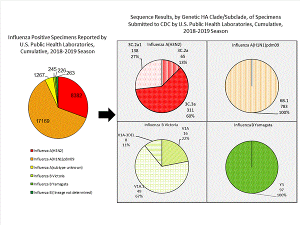 Genetic Characterization