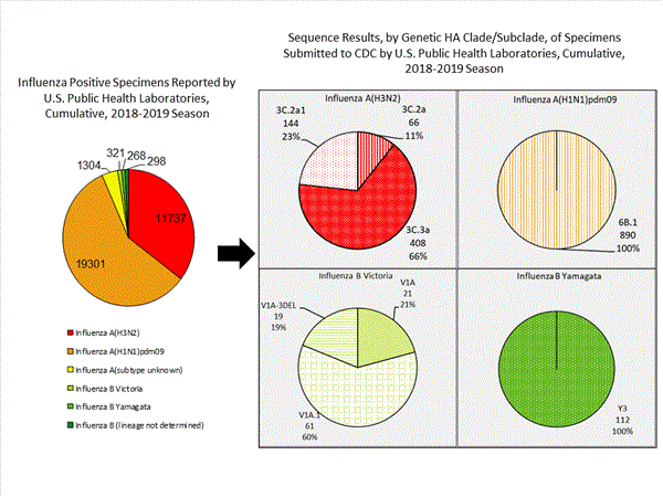 Genetic Characterization