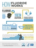 How Fluoride Works
