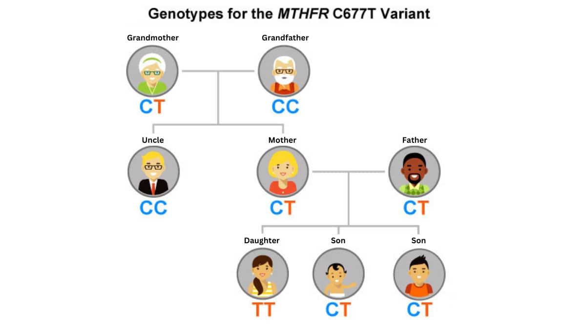 Family tree of genotypes of the MTHFR gene.