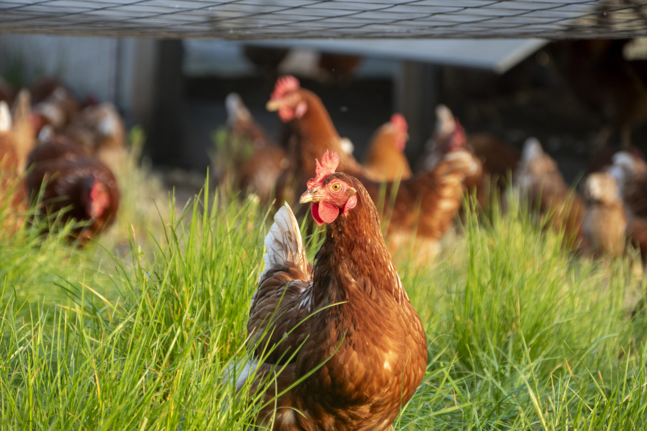 Chickens roaming in an outdoor field of grass