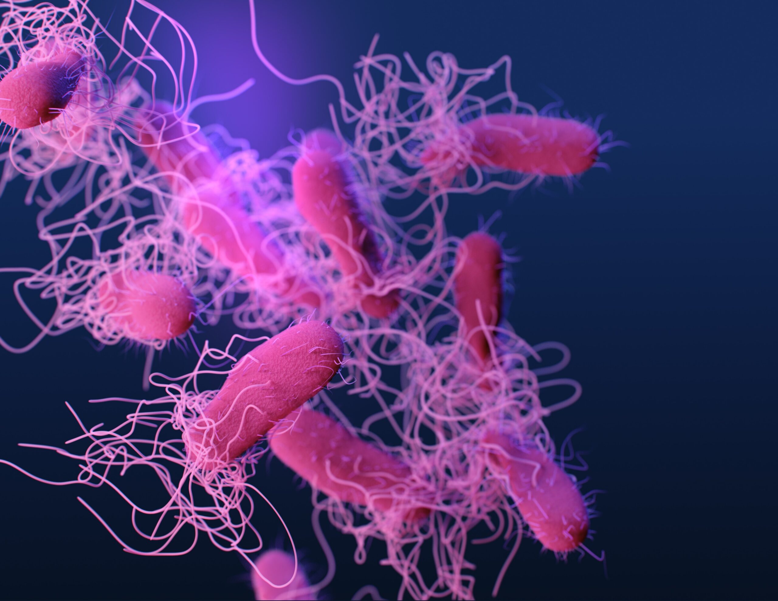 medical illustration of drug-resistant, nontyphoidal, Salmonella sp. bacteria