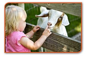 Little girl touching a goat