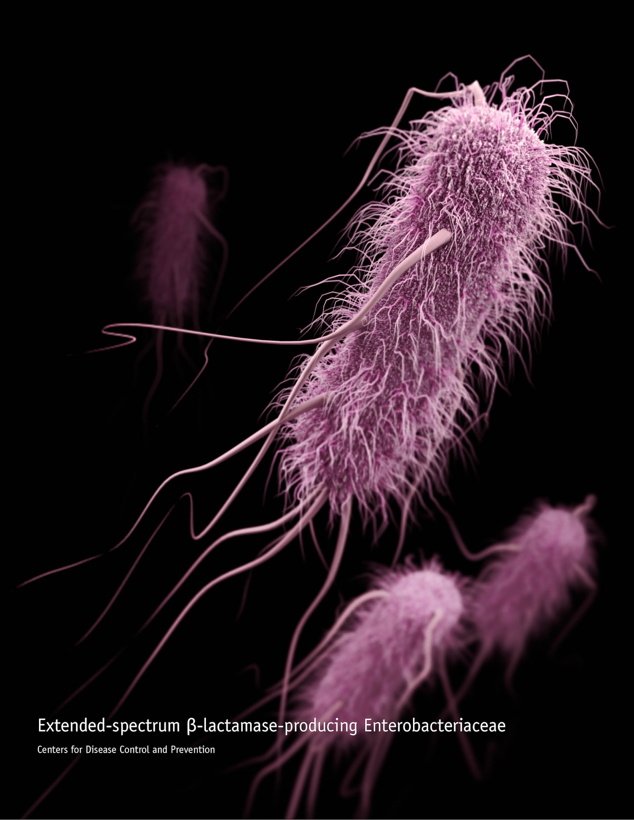 E. coli medical illustration