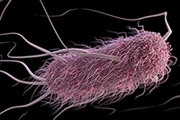 <em>E. coli</em>
