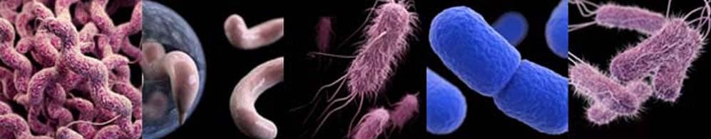 Campylobacter, Cryptosporidium, E. coli, Listeria, and Salmonella