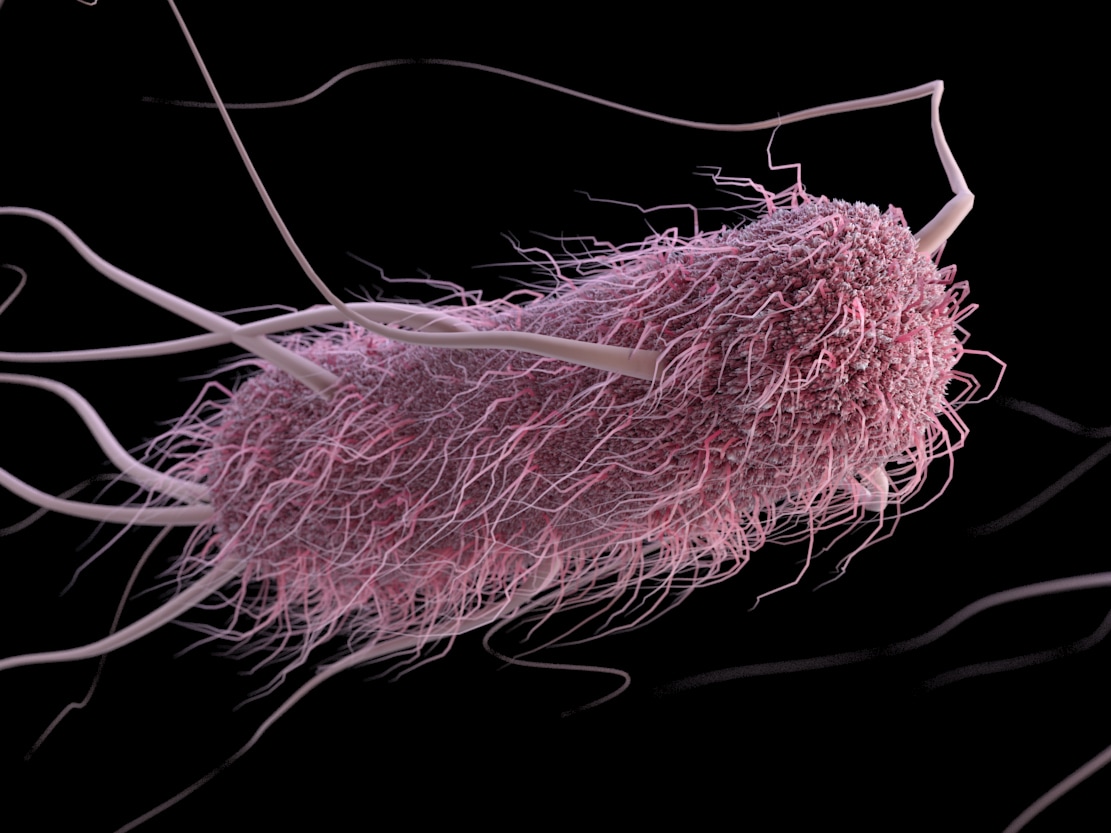 Illustration of the E. coli pathogen