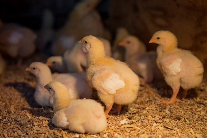 Image of a group of baby chicks