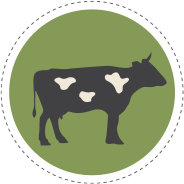 Cow in a green circle