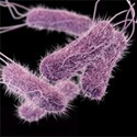 This illustration depicts a three-dimensional (3D) computer-generated image of five drug-resistant Salmonella serotype Typhi bacteria.