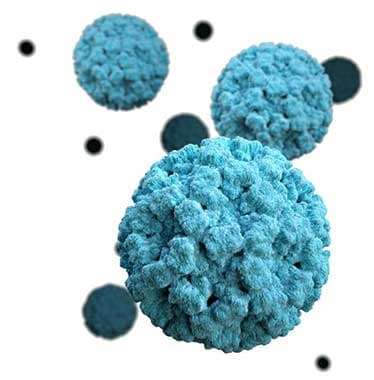 3D graphical representation of norovirus particles