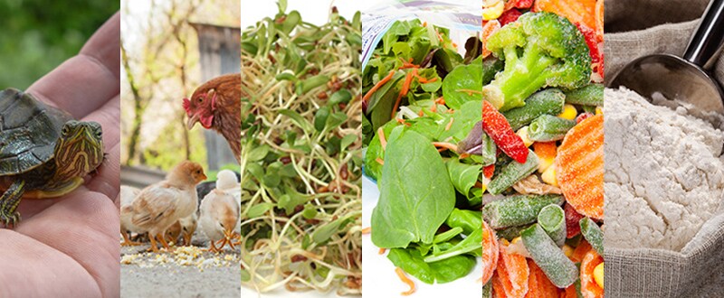 Collage of different foods and animals that caused outbreaks in 2016.