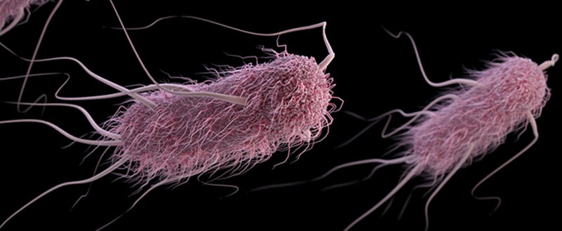 Illustration of the E. coli pathogen.