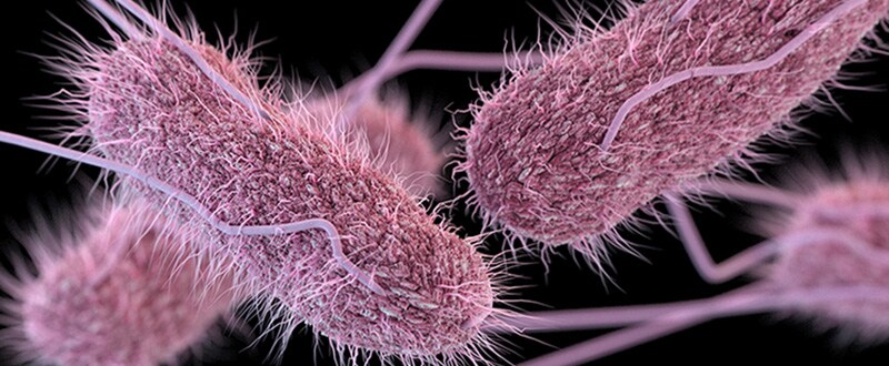Photo of Salmonella pathogen
