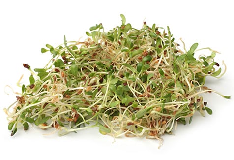 Heap of alfalfa sprouts on white background.