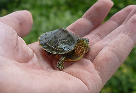 Small turtle on a hand looking at camera and with leaves on the background.