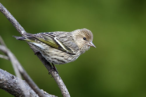 Photo of a wild songbird